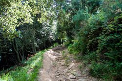 Trail from Corniglia to San Bernardino, Cinque Terre, Italy